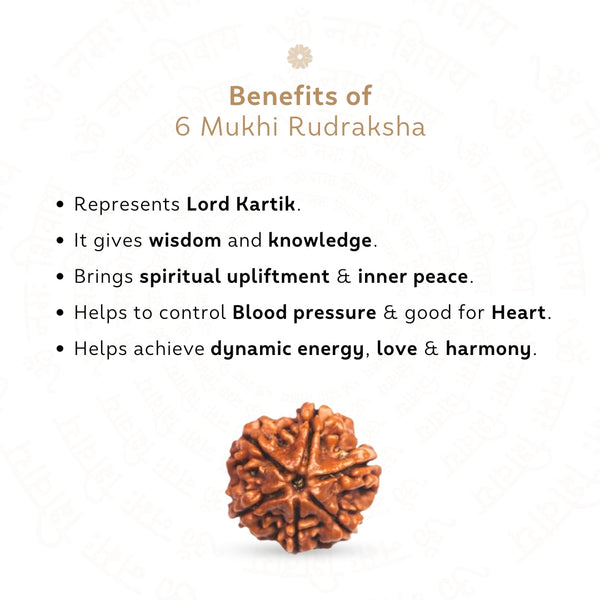 6 Mukhi Rudraksha
