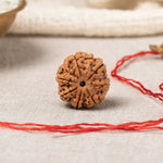 7 Mukhi Rudraksha