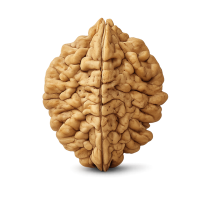 2 Mukhi Rudraksha