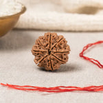 8 Mukhi Rudraksha