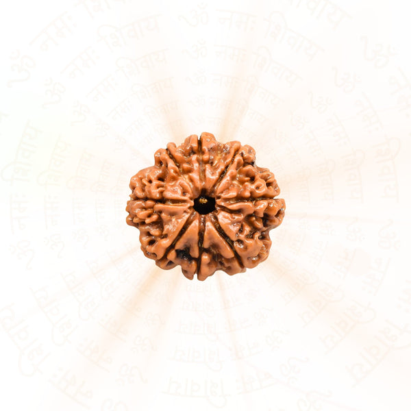 8 Mukhi Rudraksha