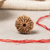 9 Mukhi Rudraksha