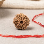 9 Mukhi Rudraksha