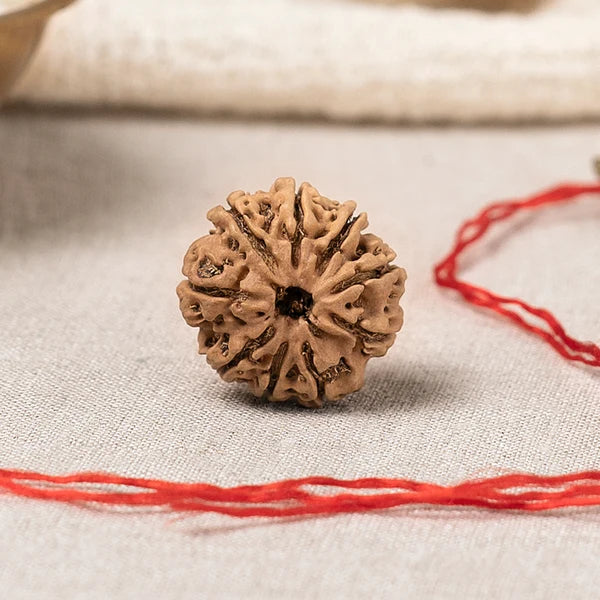 9 Mukhi Rudraksha