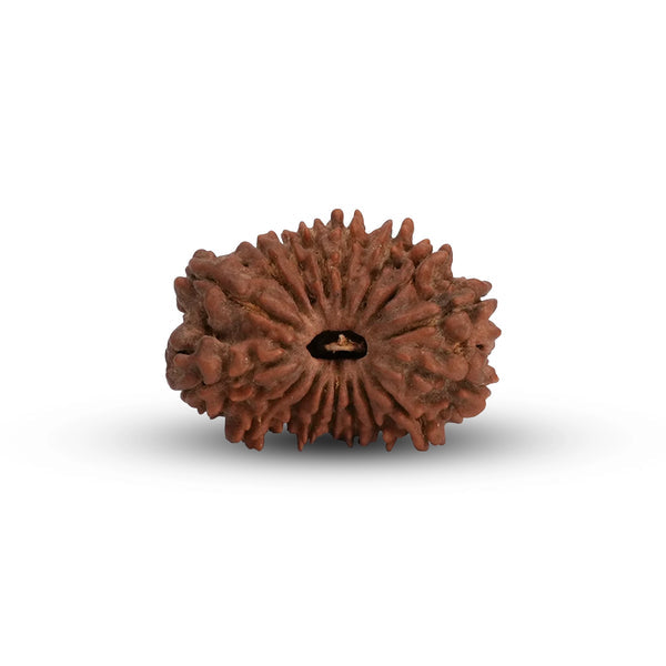 17 Mukhi Rudraksha
