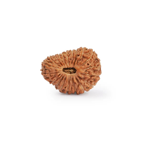 21 Mukhi Rudraksha