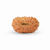 19 Mukhi Rudraksha