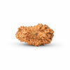 20 Mukhi Rudraksha