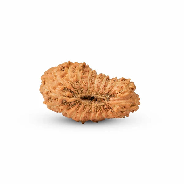 20 Mukhi Rudraksha