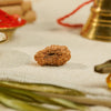 20 Mukhi Rudraksha