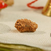 20 Mukhi Rudraksha
