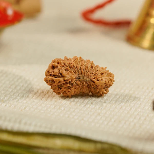 20 Mukhi Rudraksha