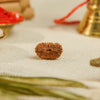 19 Mukhi Rudraksha