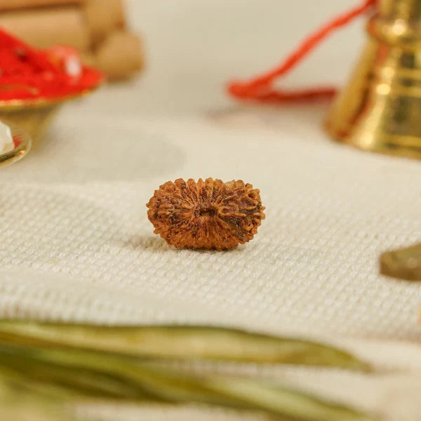 19 Mukhi Rudraksha