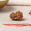 Gauri Shankar Rudraksha