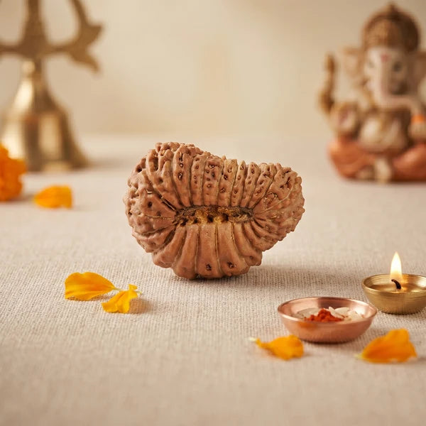 21 Mukhi Rudraksha