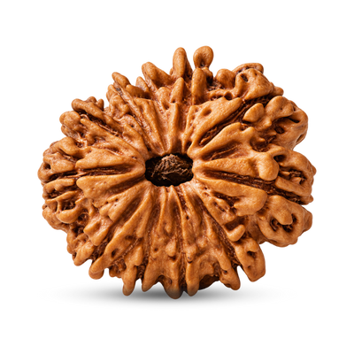 11 Mukhi Rudraksha