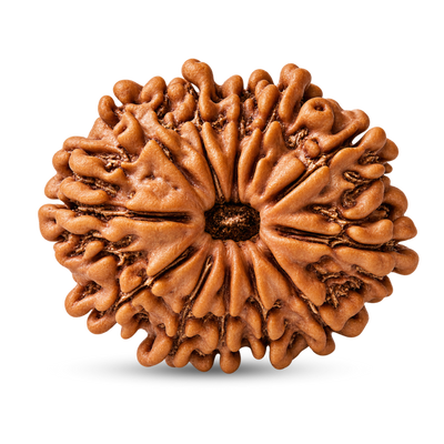 12 Mukhi Rudraksha