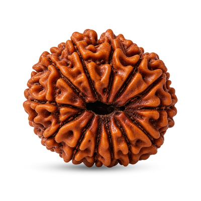 13 Mukhi Rudraksha
