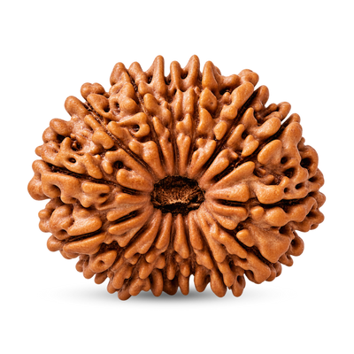 14 Mukhi Rudraksha