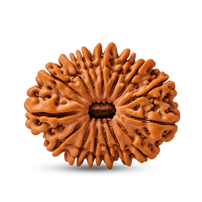 15 Mukhi Rudraksha