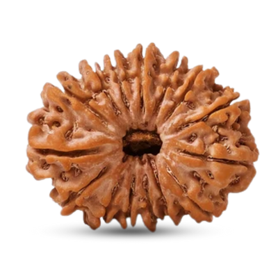 16 Mukhi Rudraksha