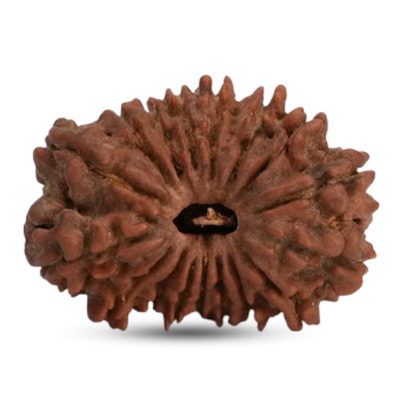 17 Mukhi Rudraksha