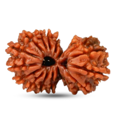 18 Mukhi Rudraksha