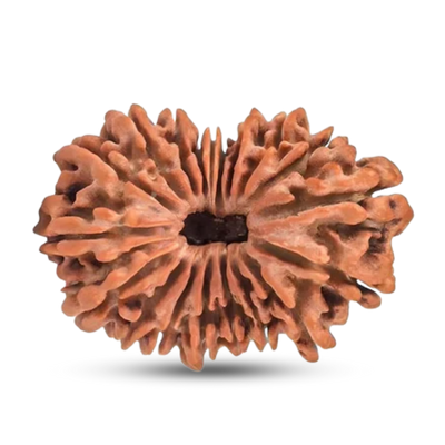 19 Mukhi Rudraksha