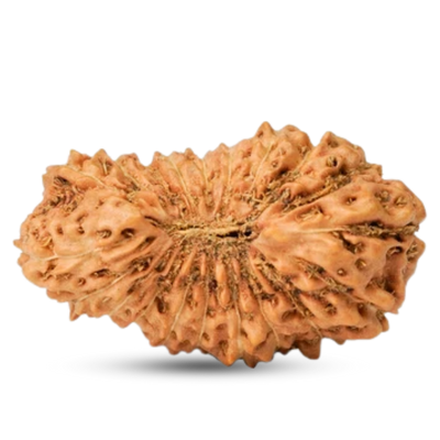 20 Mukhi Rudraksha