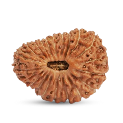 21 Mukhi Rudraksha