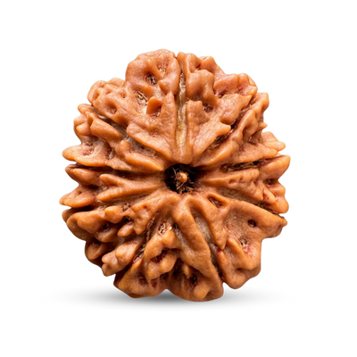 9 Mukhi Rudraksha