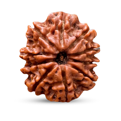 10 Mukhi Rudraksha