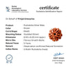 Rudraksha With Radhe Silver Beads Mala